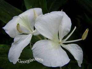 Hedychium coronarium or White Butterfly Ginger 10 seeds  