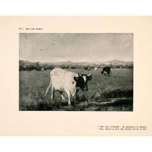  1907 Halftone Print Cattle Meadow Pasture Grazing Stream 