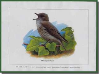 Andre Buzin bird prints Limited Edition Spot Flycatcher  