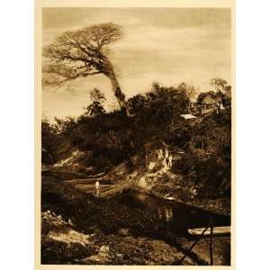  1925 Ceiba Tree Veracruz Mexico Brehme Photogravure 