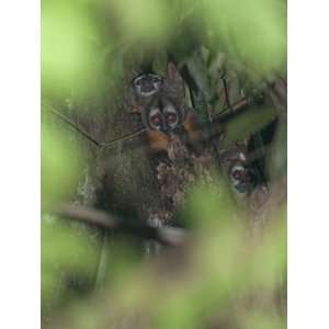  Young Squirrel Monkeys, Saimiri Sciureus, Peek from a Tree 