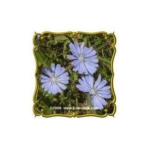  Chicory (Cichorium intybus) Jumbo Wildflower Seed Packet 