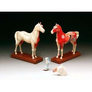  Horse Acupuncture Points Model with Authoritative Booklet 
