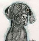 great dane pencil painting original dog art carla smale bobbysbe