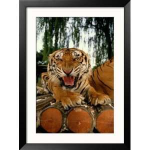 Captive Tiger Snarls at the The Camera Collections Framed 