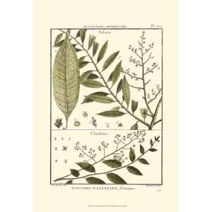  Fern Classification III   Poster by Denis Diderot (13x19 