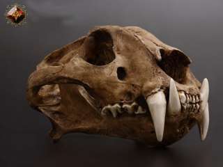 Siberian tiger skull 11 resin made manually taxidermy  