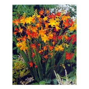   Color Montbretia Crocosmia Flower Bulbs/Corms Patio, Lawn & Garden