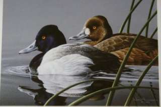   NEAL ANDERSON Lesser Scaup Conservation Edition Stamp Print  