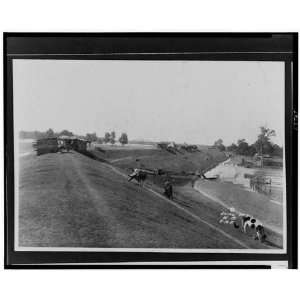  Chickens and cows grazing on side of levee, 1927 Flood 