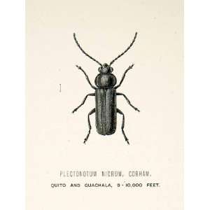1891 Wood Engraving Gorham Whymper Entomology Plectonotum Nicrum Andes 