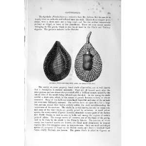   HISTORY 1896 MONEY COWRIES WING SHELL FIG SHELL