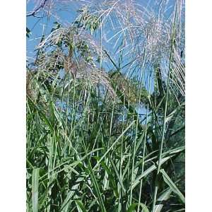   Silver Grass (Miscanthus floridulus (giantess)) Patio, Lawn & Garden