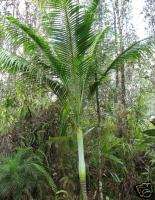 Clinostigma savoryanum Pacific Beauty Palm LIVE Tree  