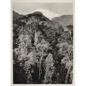  1931 Volcan Tronador Volcano Forest Chile Photogravure 