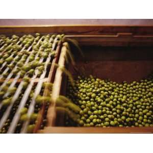  Olives Harvested and Readied for Transport to Palermo and 