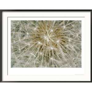  Close up of a Common Dandelion Collections Framed 