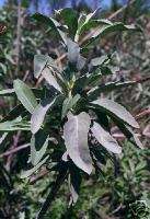 125+ White Sage SEED / Indian Herb/ grow your own  