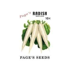  Pages Radish White Icicle 28x42 Giclee on Canvas
