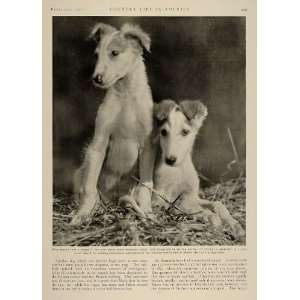  1910 Print Russian Wolfhound Borzoi Puppy Puppies CUTE 
