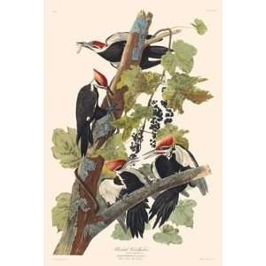  Audubons Fifty Best Birds, Pileated Woodpecker Patio 