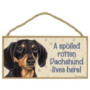 com Dachshund (Black and brown)   A spoiled your favoriate dog breed 