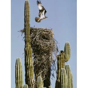  An Osprey Flies Above its Nest Built on a Cardon Cactus 