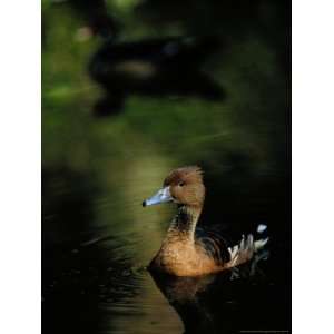  A Ruddy Duck Swims Through the Marsh Waters National 