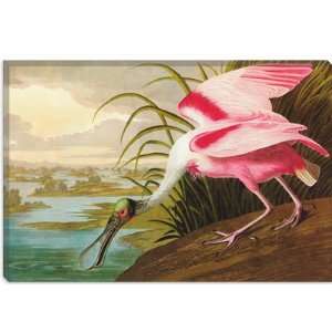  Roseate Spoonbill by John James Audubon Canvas Painting 
