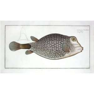  Marcus E Bloch Fish Print   Ostracion Concatenatus COWFISH 