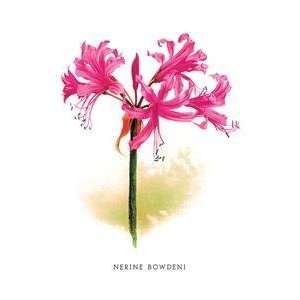  Vintage Art Nerine Bowdeni   03664 8