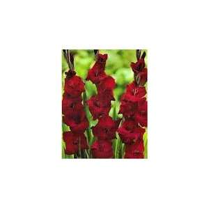   gladiolus red oscar bulbs6 bulbsfrom holland Patio, Lawn & Garden