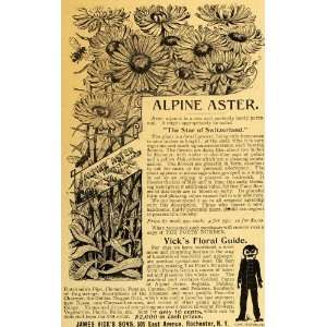  1893 Ad James Vicks Sons Alpine Aster Flowers Plant 