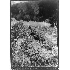  Count Bozenta,vegetable patch, Helena Modjeska,garden 