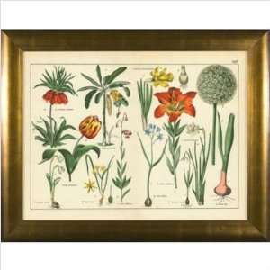   Galleries HP886 Botanical Plate XVII Framed Print