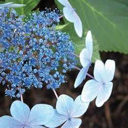 Hydrangea, Blue Bird, Blue flowers, ONE 1 gallon plant  