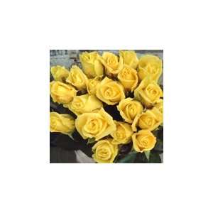  200 Premium Long Stem Roses yellow Patio, Lawn & Garden