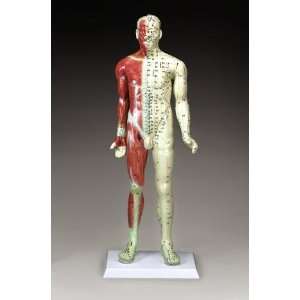  Human Male Acupuncture Model Professional Health 