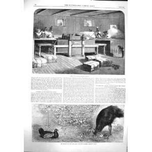  1864 Press Packing Indian Cotton Mooruk Zoological