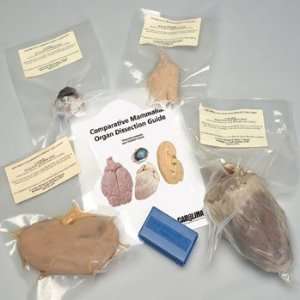 Comparative Mammalian Organ Dissection Kit  Industrial 