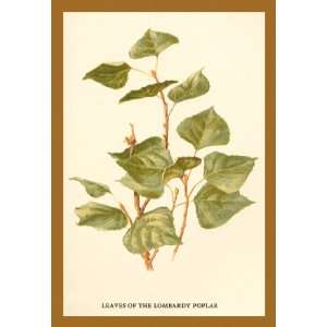  Leaves of The Lombardy Poplar 28X42 Canvas