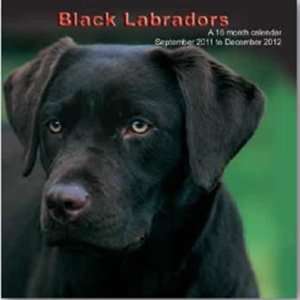 Black Labradors 2012 Wall Calendar 12 X 12 Office 