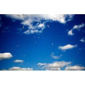  Flock Of, Limited Edition Photograph, Home Decor Artwork 