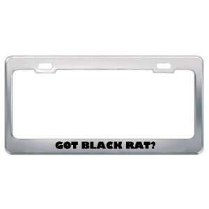 Got Black Rat? Animals Pets Metal License Plate Frame Holder Border 
