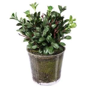   Potted Artificial Boxwood Plant in Clear Glass Pot