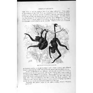    NATURAL HISTORY 1893 94 RED FACED SPIDER MONKEY APE