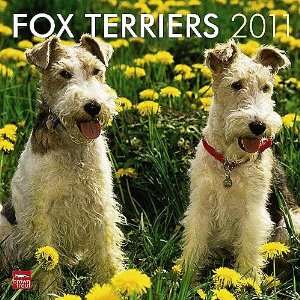  Fox Terriers 2011 Wall Calendar
