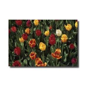  Tulips Madison Wisconsin Giclee Print