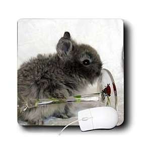  Cassie Peters Rabbits   Lionhead Bunny and Wine Glass 