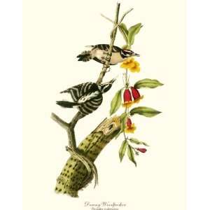  Bird Prints Downy Woodpecker